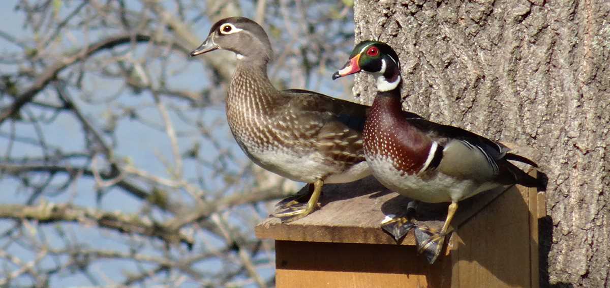 Wood Duck Boxes Safe Hatch Means Strong Season Ducks Unlimited